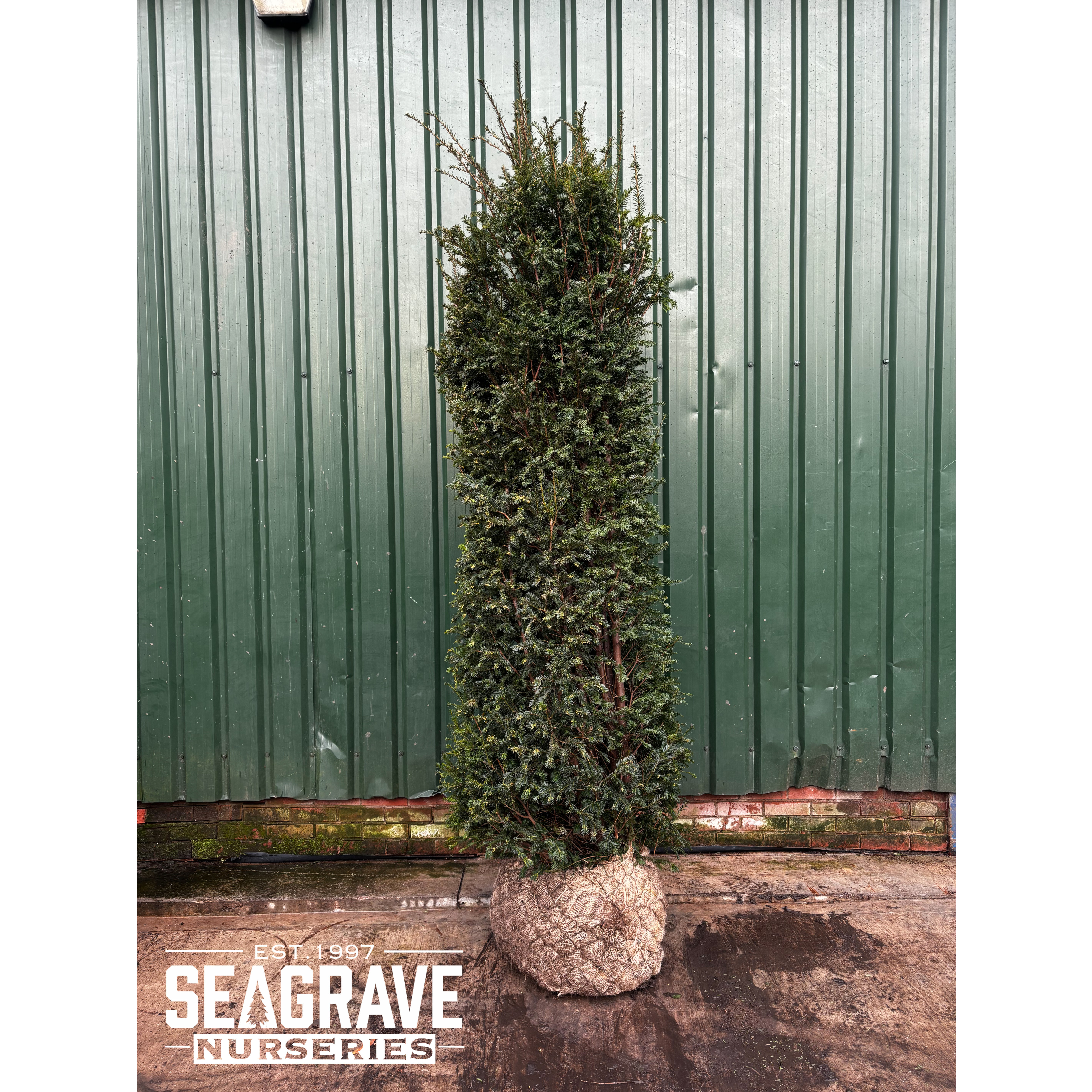 Taxus Baccata Rootballed, 250-275cm (8ft 2in -9ft) Planted Height