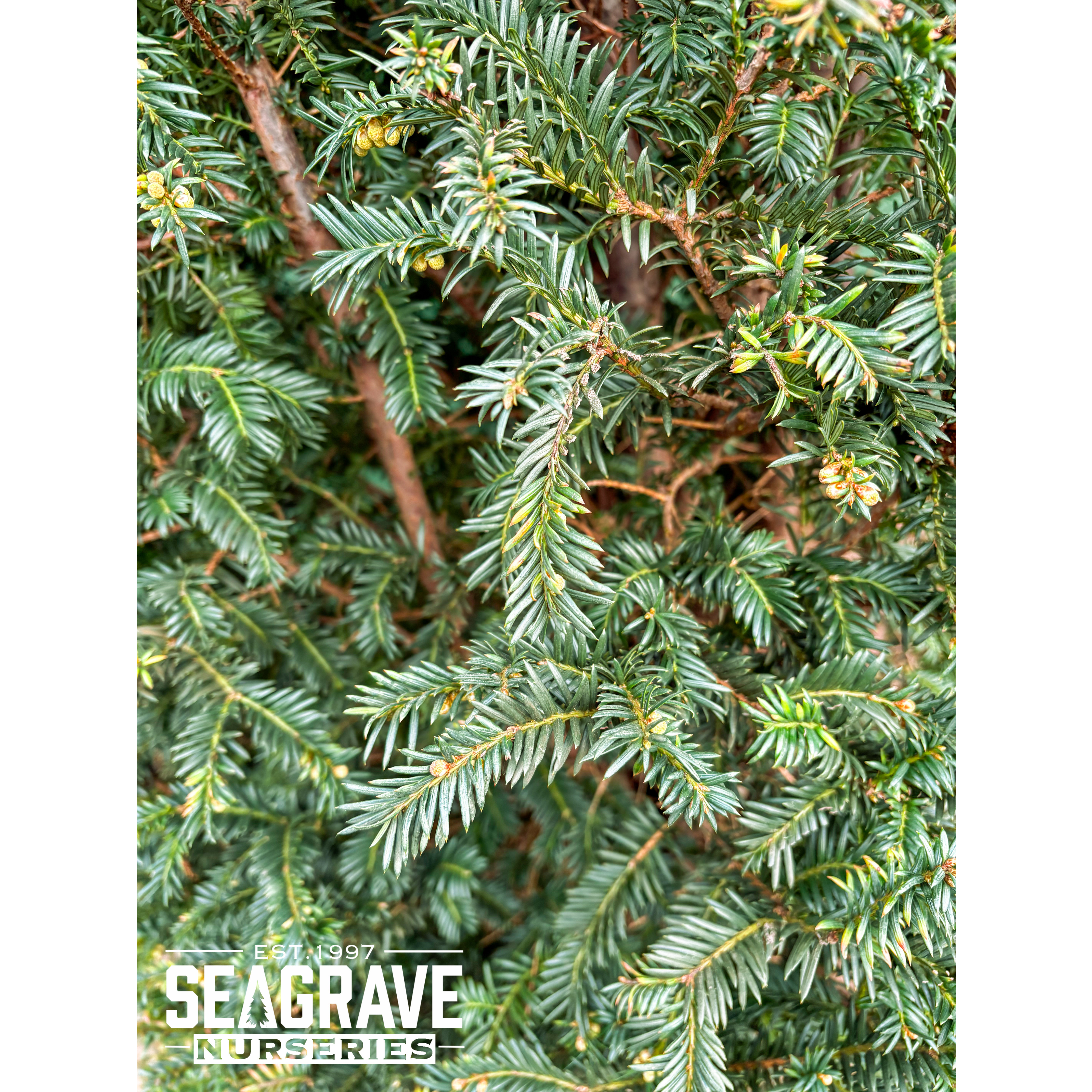 Taxus Baccata Rootballed, 250-275cm (8ft 2in -9ft) Planted Height