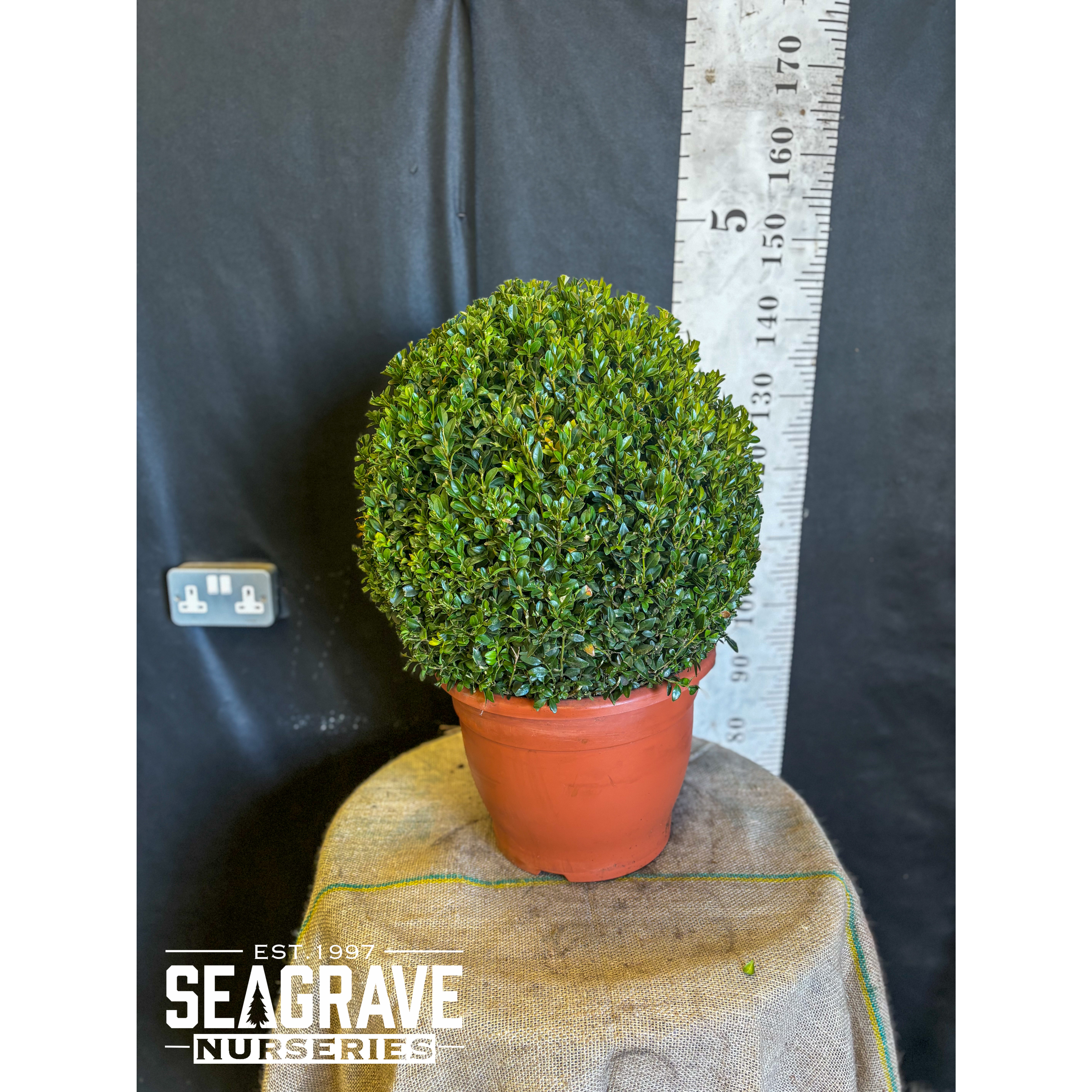 Box Buxus Ball, 40cm