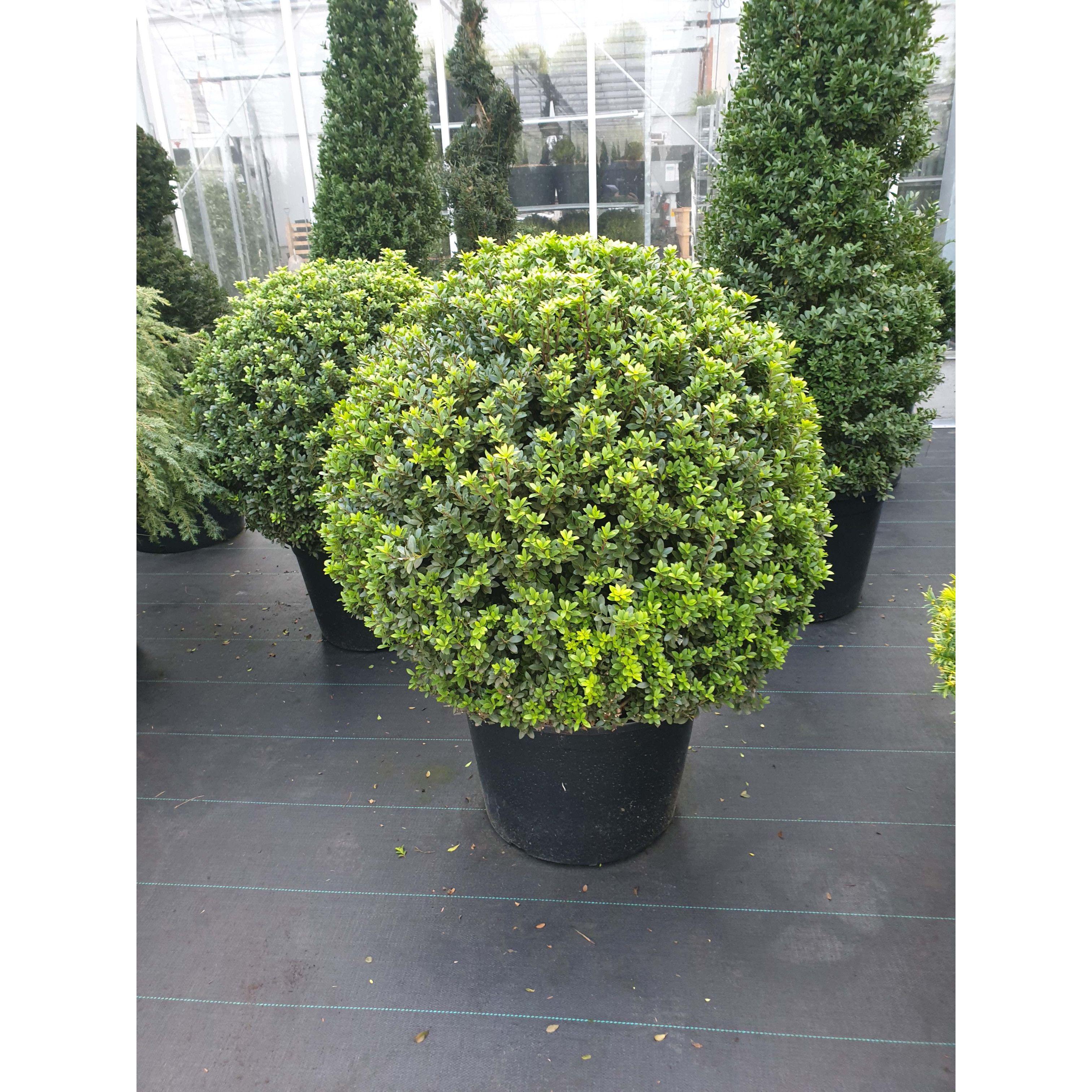 Ilex crenata Maxima  ball 80cm