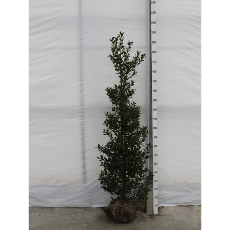 Holly 'J. C. Van Tol' (Ilex Aquifolium 'J. C. Van Tol') , 150-175cm, Rootball - TAKING PRE ORDERS FOR AUTUMN 2024