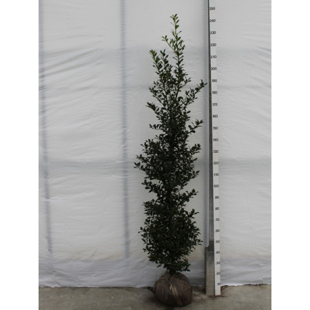 Holly 'Alaska' (Ilex Aquifolium 'Alaska') , 175-200cm, Rootball - SOLD OUT