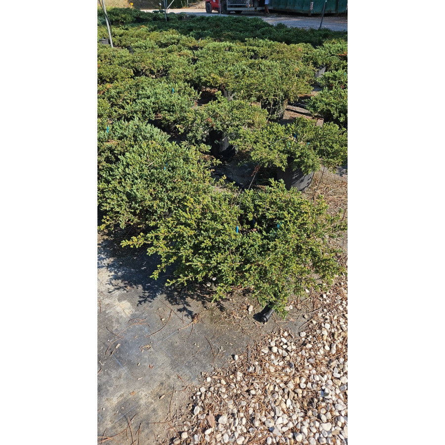 Juniperus Communis Green Carpet, 18lt pot, 60-70cm Tall