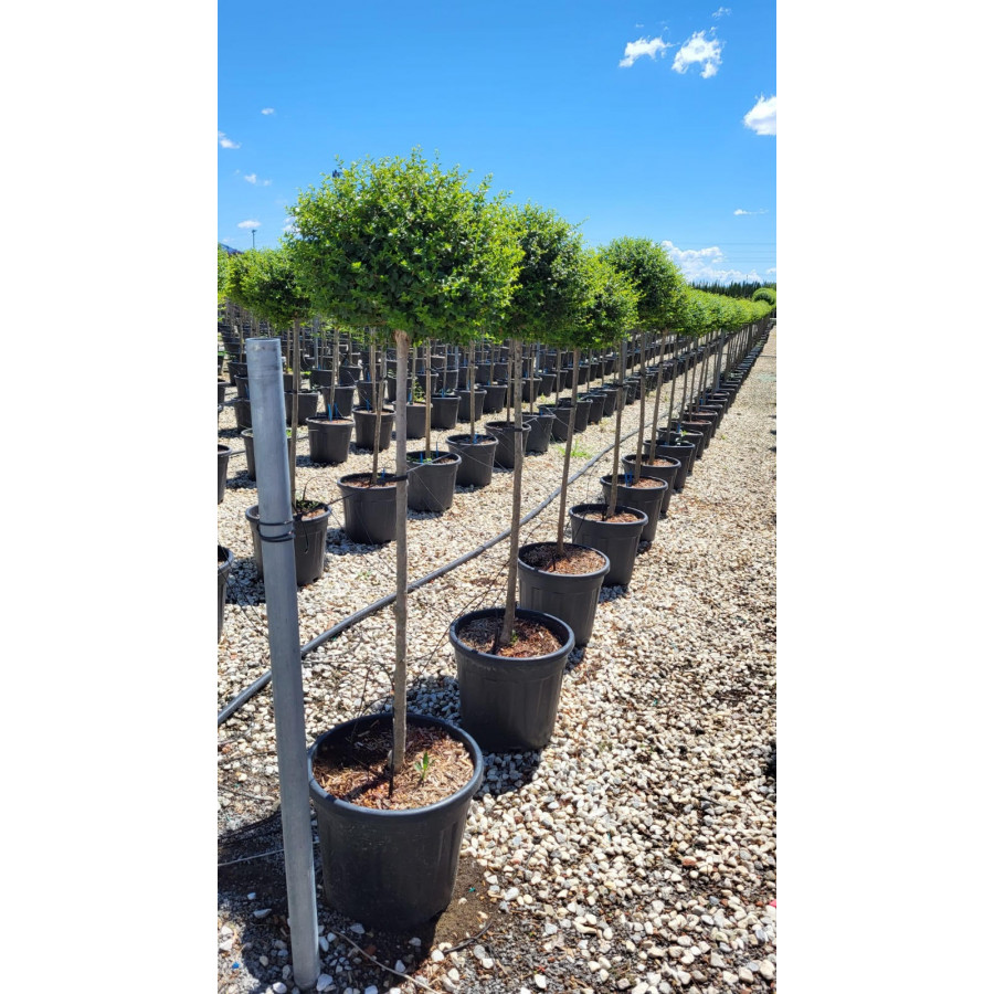 Privet Ball Lollipop Ligustrum 140-150cm including pot height