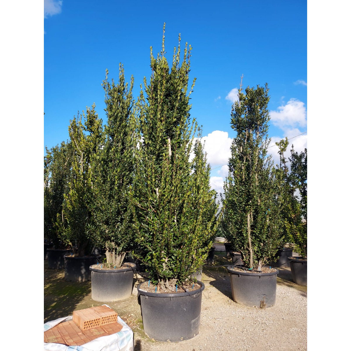 Bay Tree Multi Stem 4.5-5 meters / 16 feet planted, Massive 500lt Pot