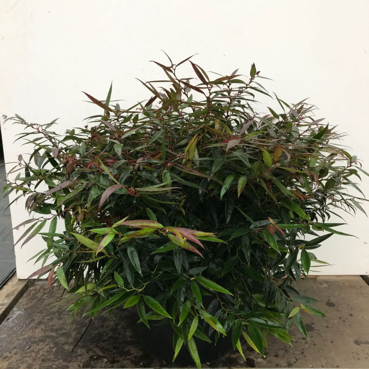 Leucothoe k. 'Burning Love' C10 - 50-60cm