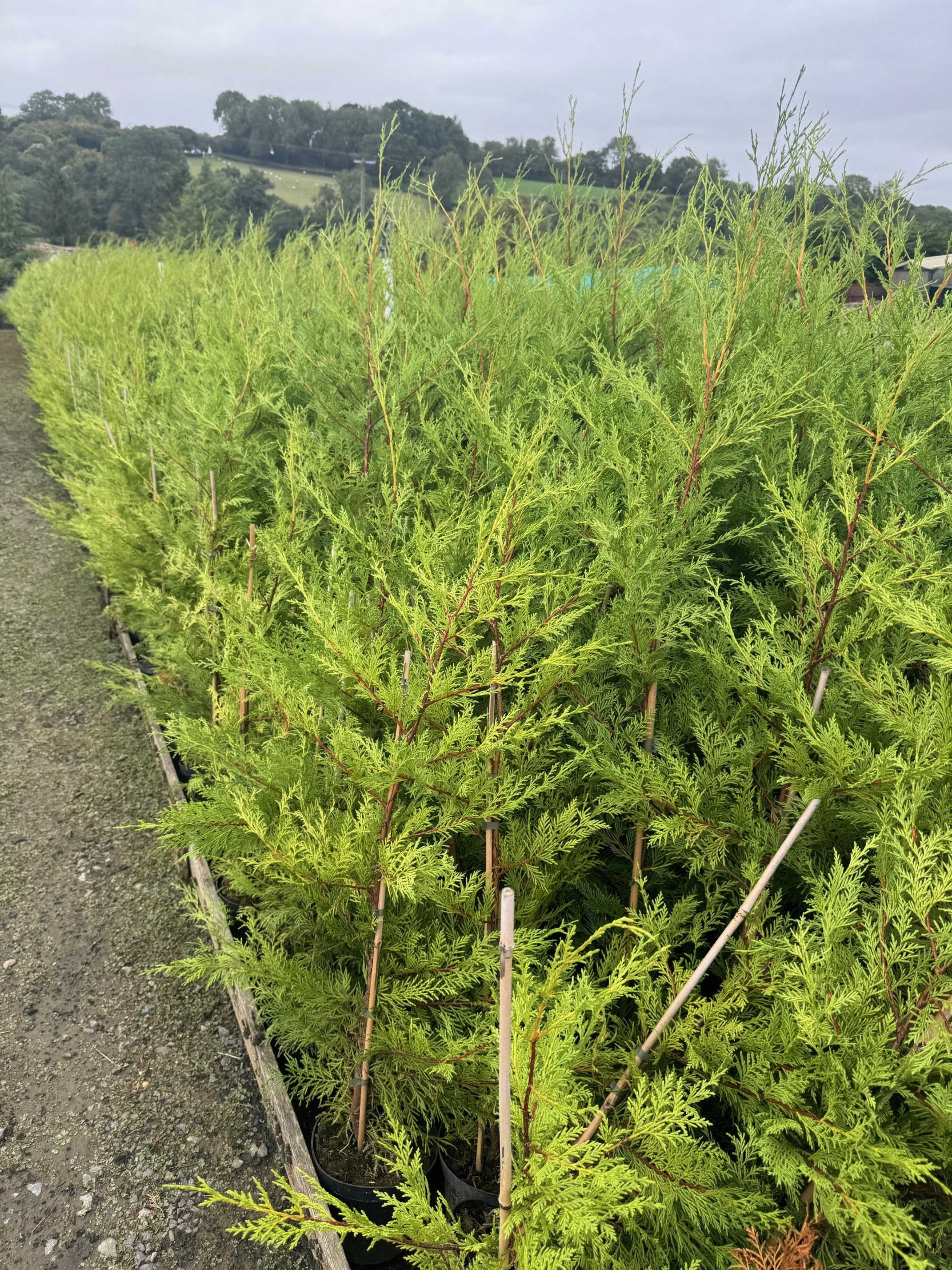 Leylandii Green 120-150cm Plant height 3lt pot