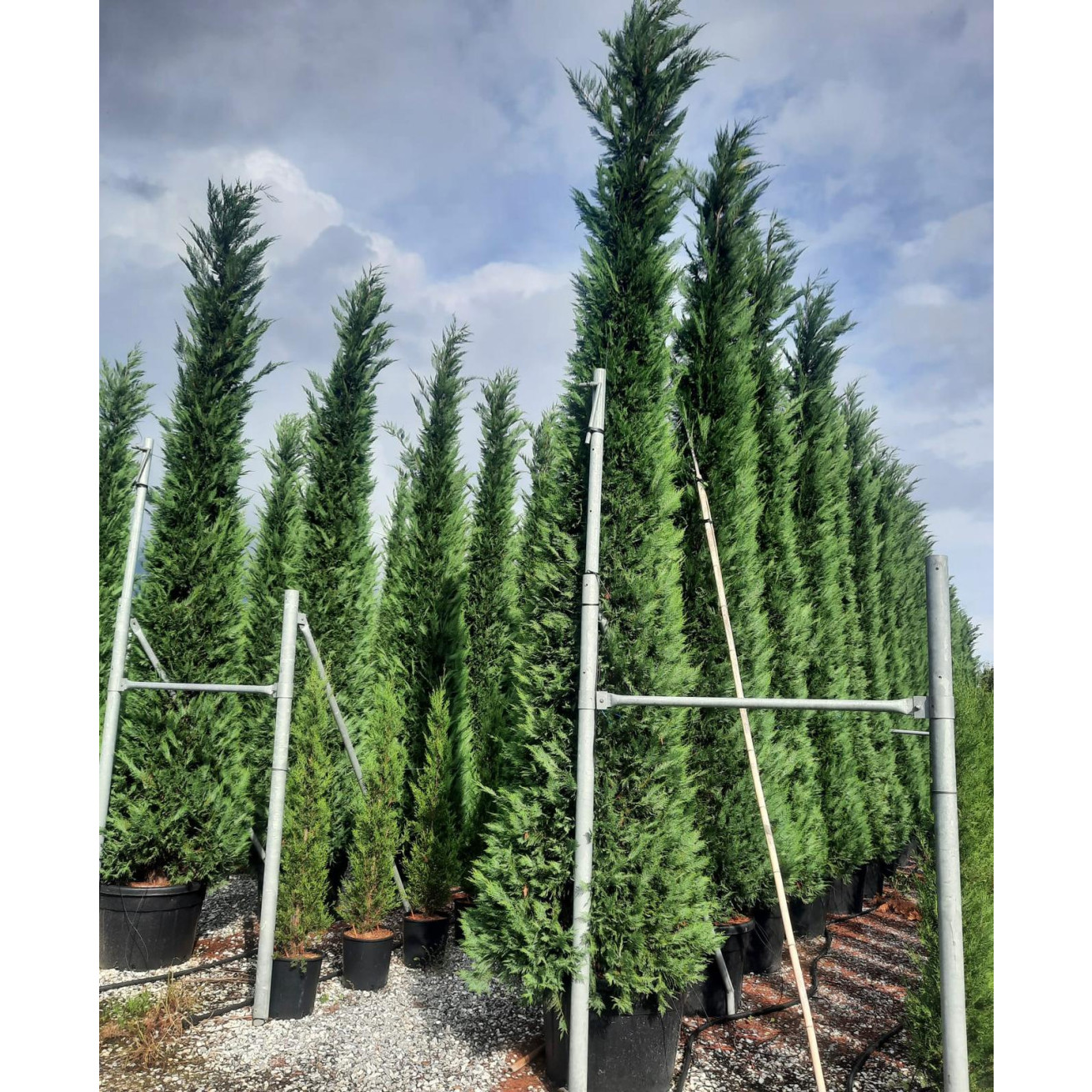 Leylandii Green Large 500-550CM (16ft 6in - 17ft 6in Feet) High Plant Height - 130 Litre pot