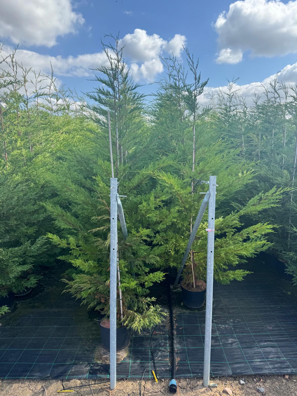 Leylandii Green, 200-250cm Tall, 15L pot