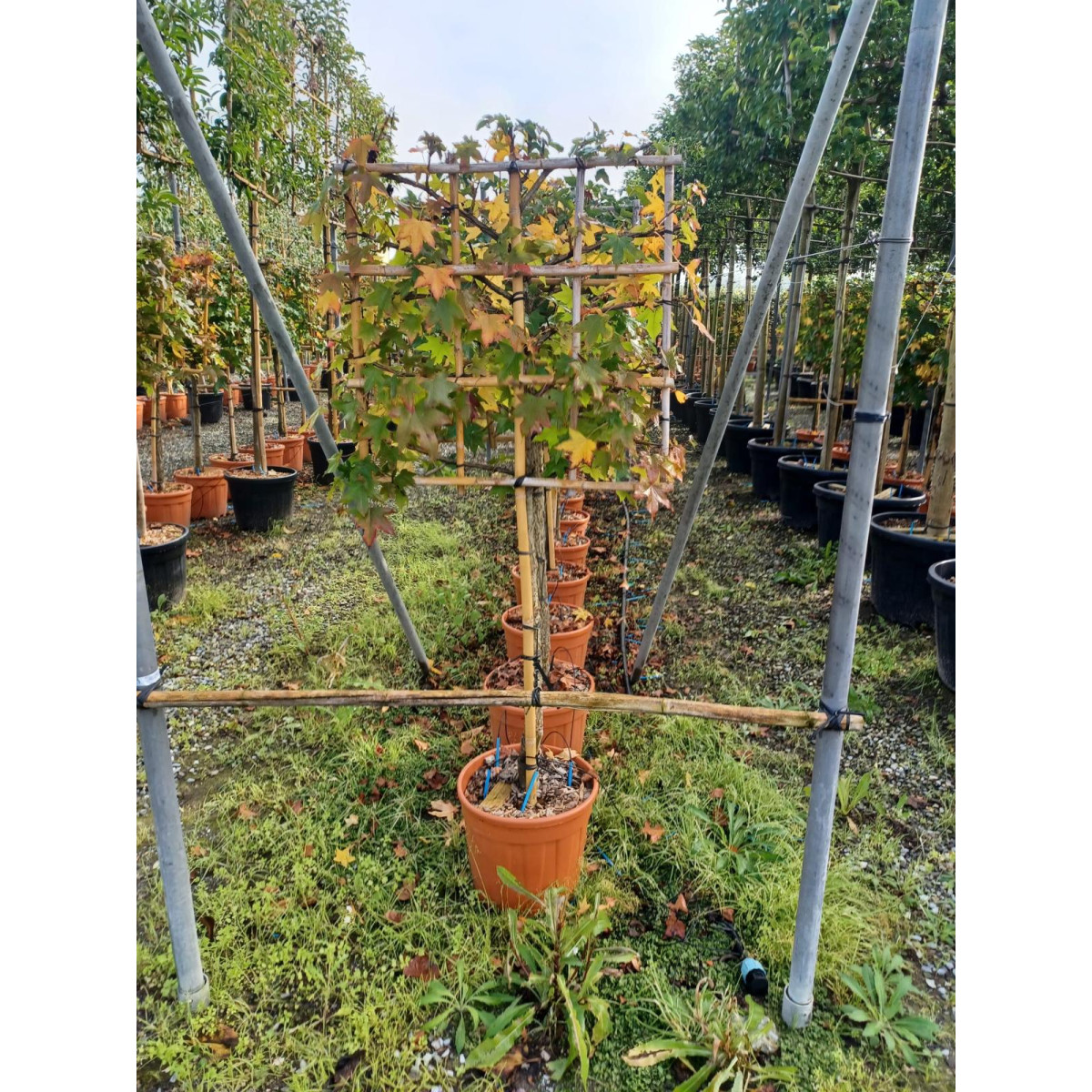 Liquidambar Styraciflua Pleached, 90-100cm Stem, 8-10cm Girth, 70x70cm Frame