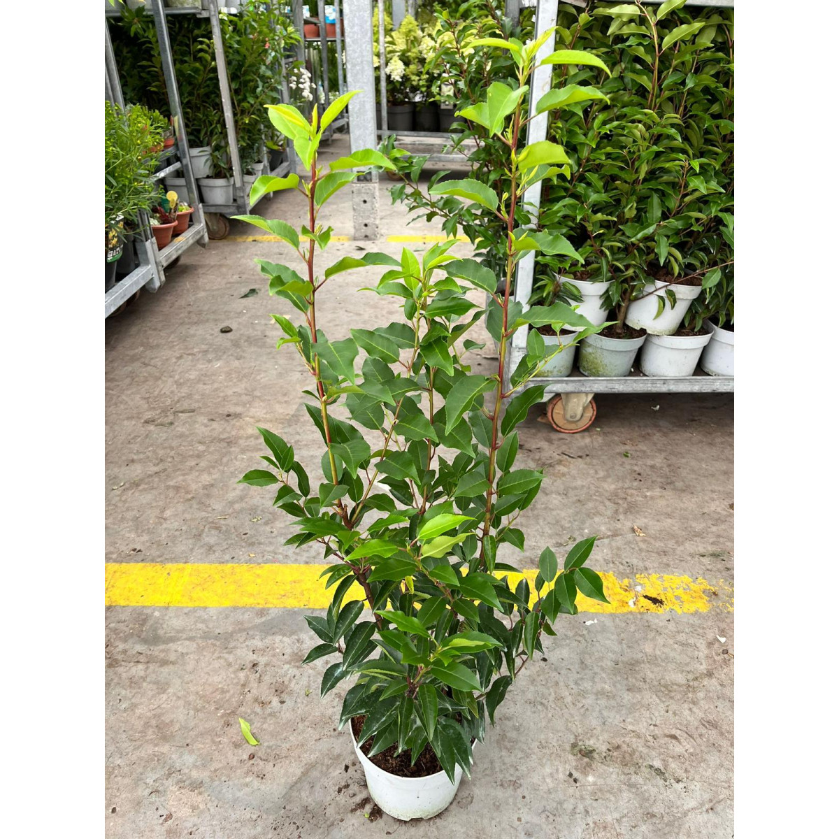 Prunus Lusitanica, 50/60cm Potted