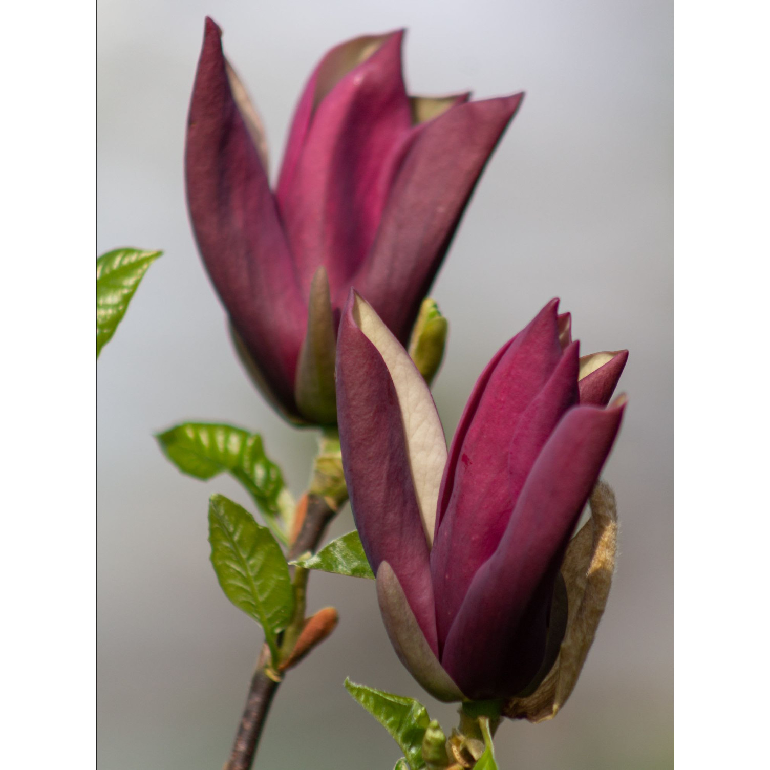 Magnolia ‘Black Beauty’ 125-150cm in 20lt Pot