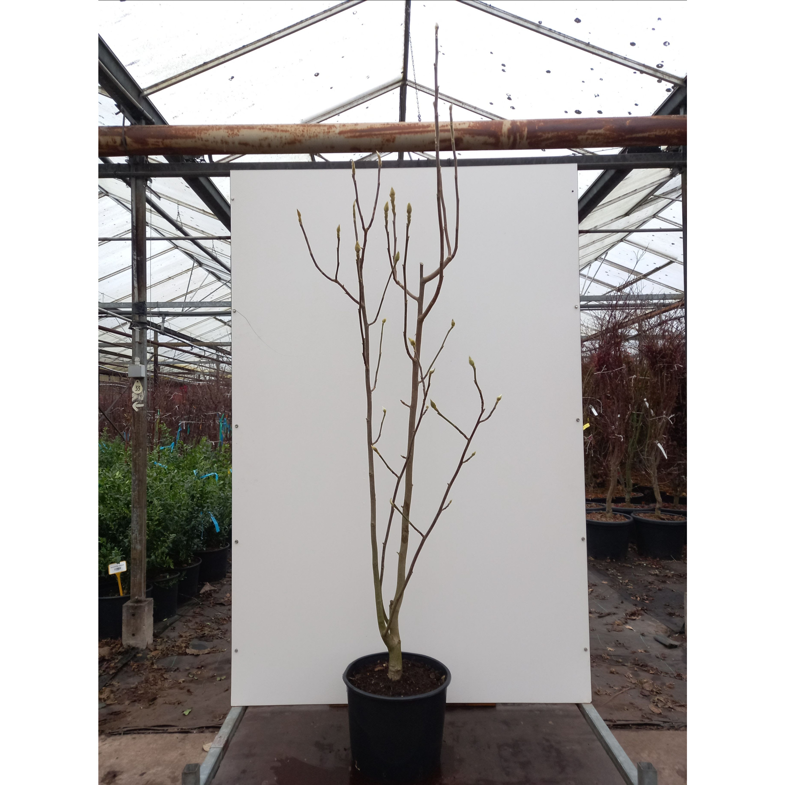 Magnolia ‘Black Tulip’ 125-150cm in 20lt Pot