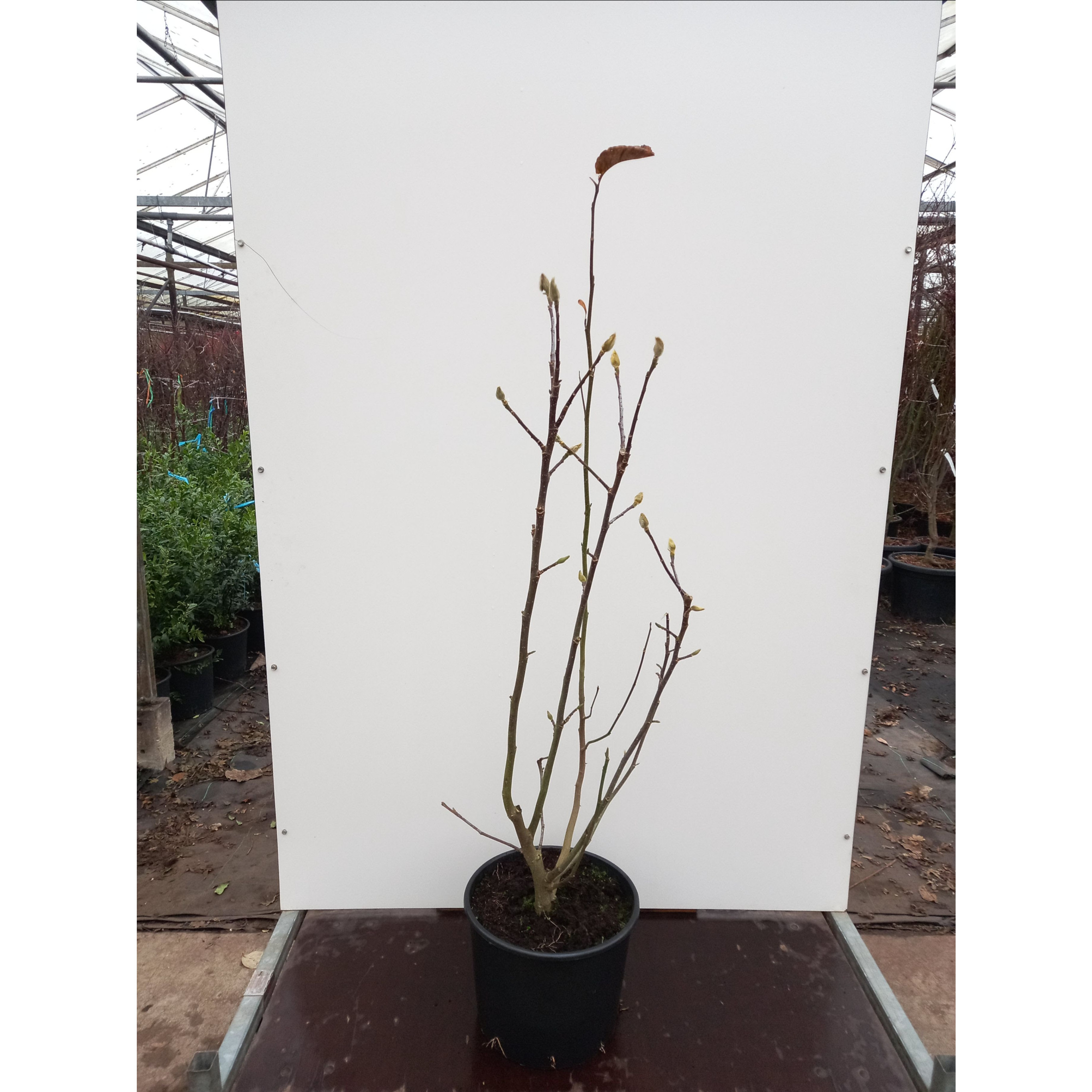 Magnolia ‘Emperor’ 100-125cm in 20lt Pot