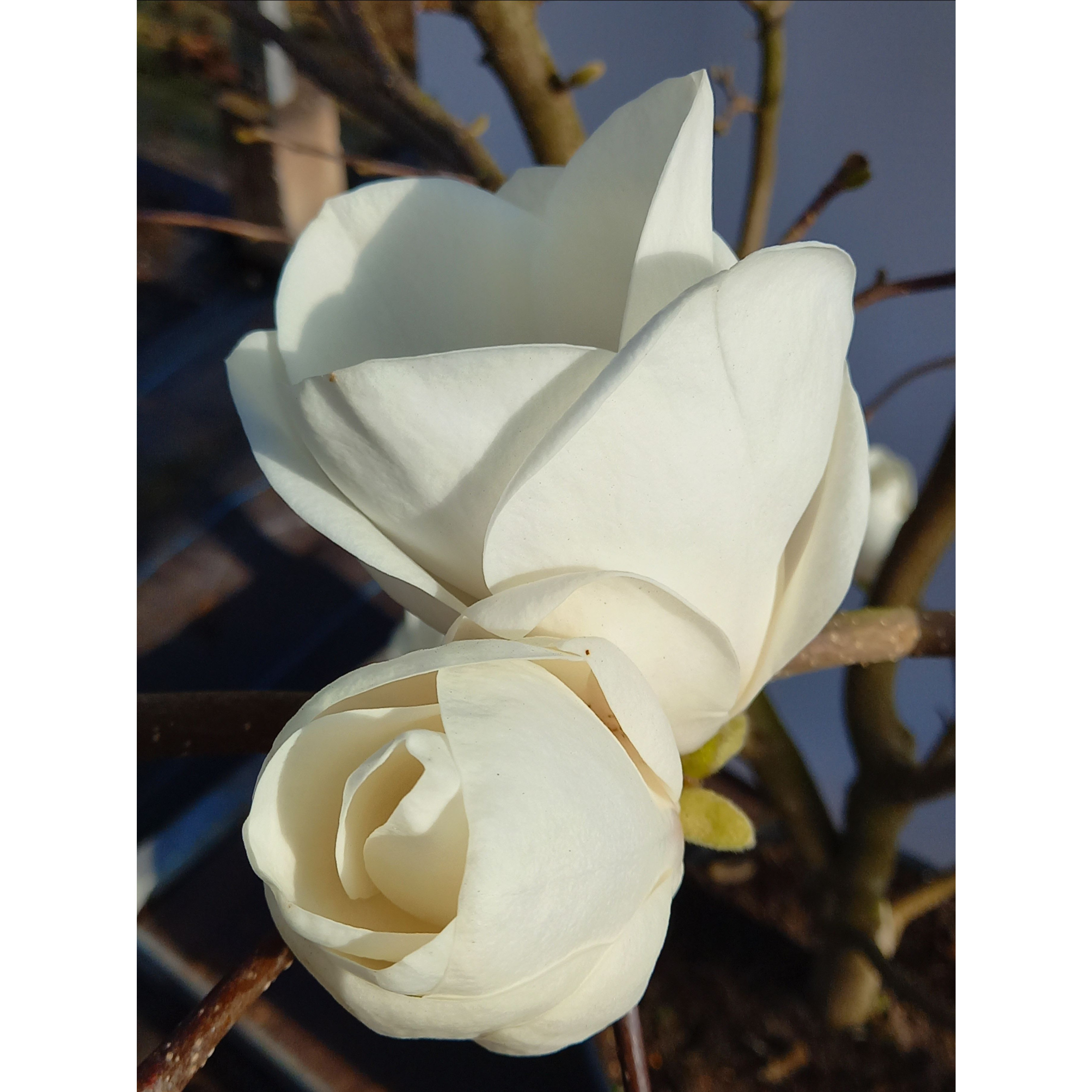 Magnolia soul. ‘Lennei Alba’ 100-125cm in 20lt Pot