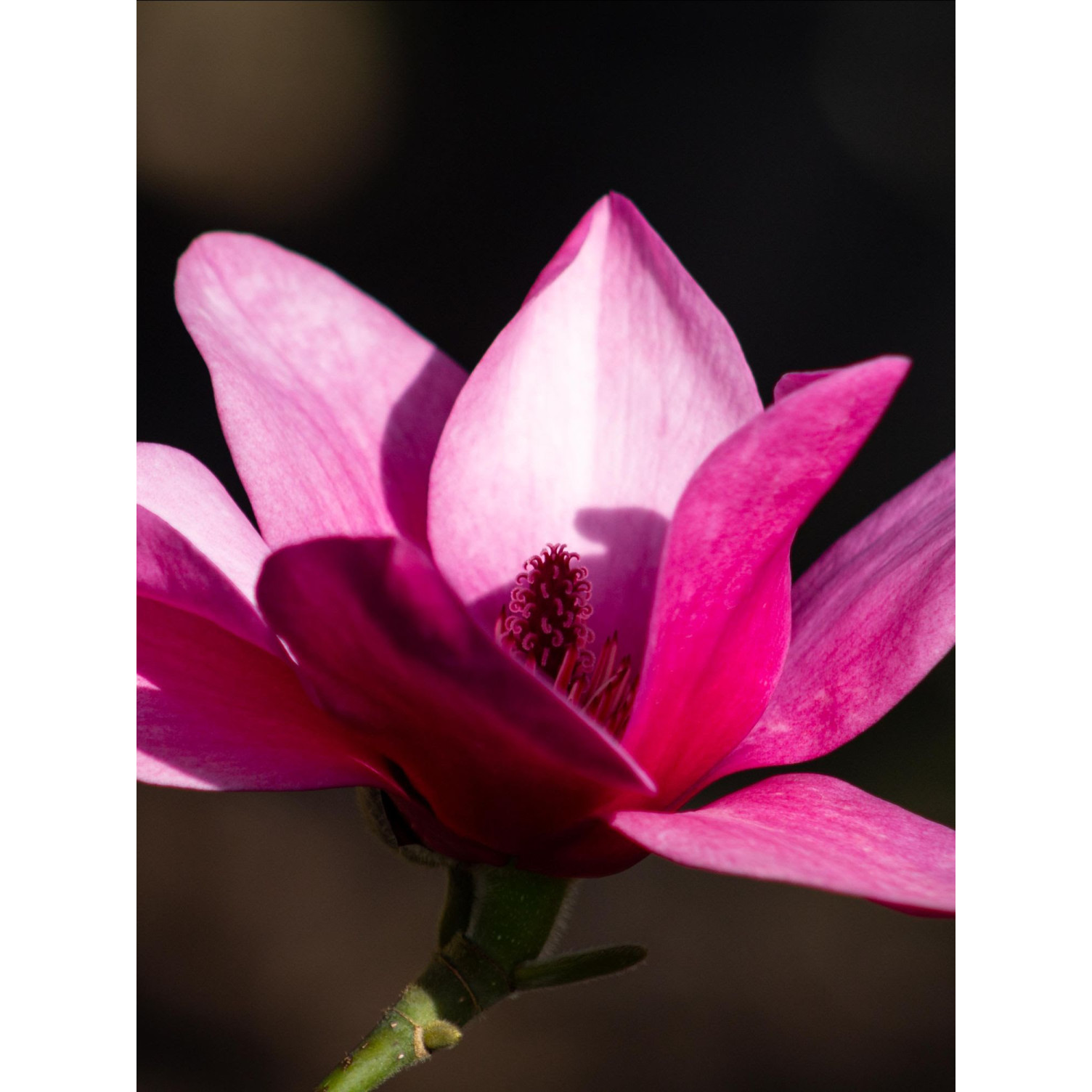 Magnolia Magnolia ‘Pink Pyramid’ 100-125cm in 20lt Pot