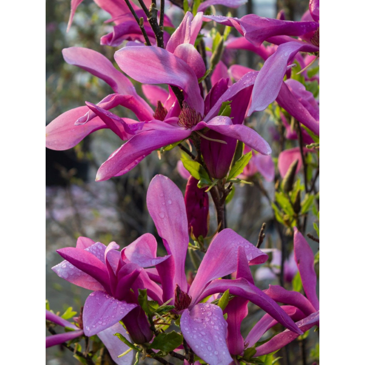 Magnolia ‘Susan’ 100-125cm in 20lt Pot