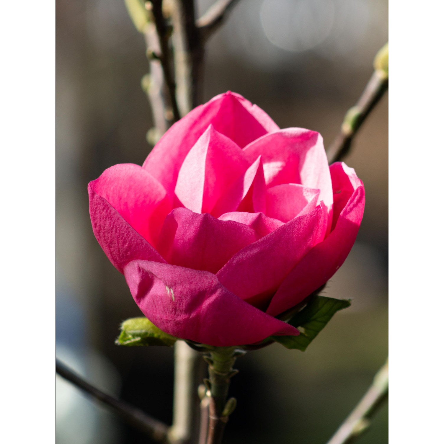 Magnolia ‘Watermelon’ 80-100cm in 20lt Pot