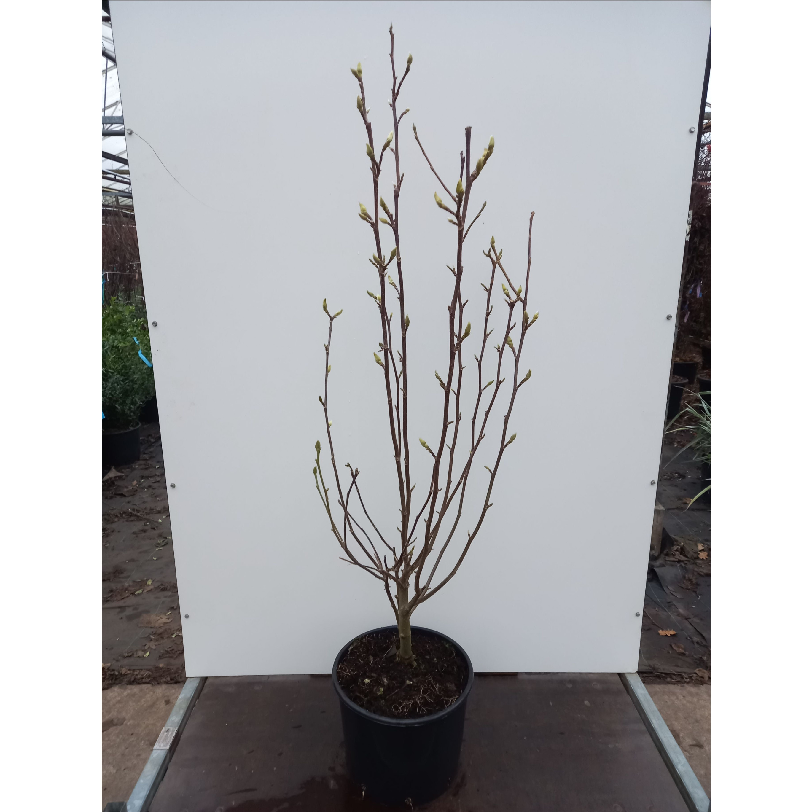 Magnolia soul. ‘Superba’ 100-125cm in 20lt Pot