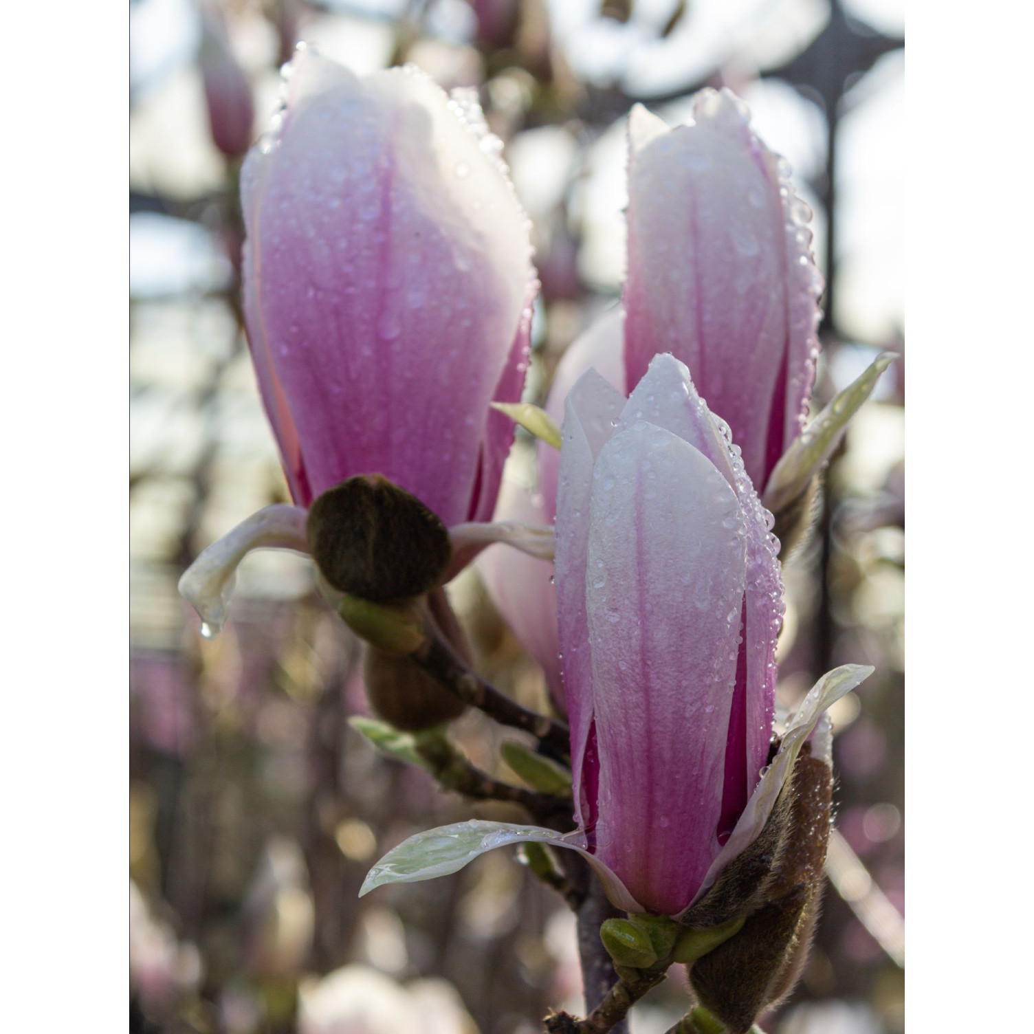 Magnolia soul. ‘Superba’ 100-125cm in 20lt Pot