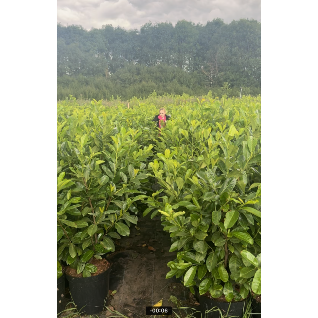 Laurel (Prunus Laurocerasus rotundifolia POTTED 1.2 - 1.5 meters planted height excluding pot height 12lt - ENGLISH GROWN