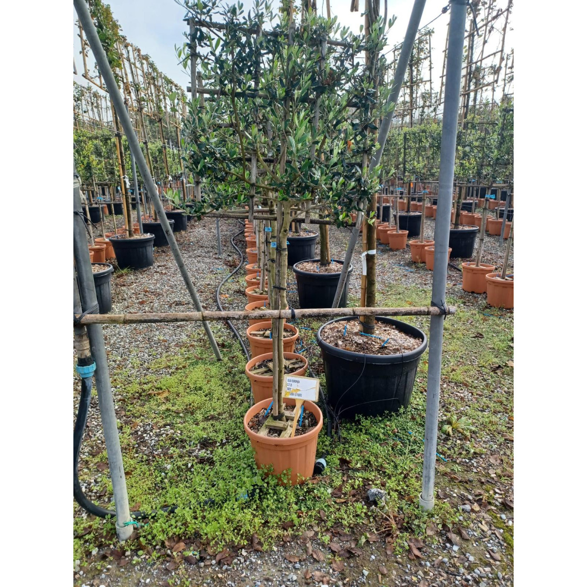 Olive Tree Pleached, 90-100cm Stem, 8-10cm Girth, 70x70cm Frame