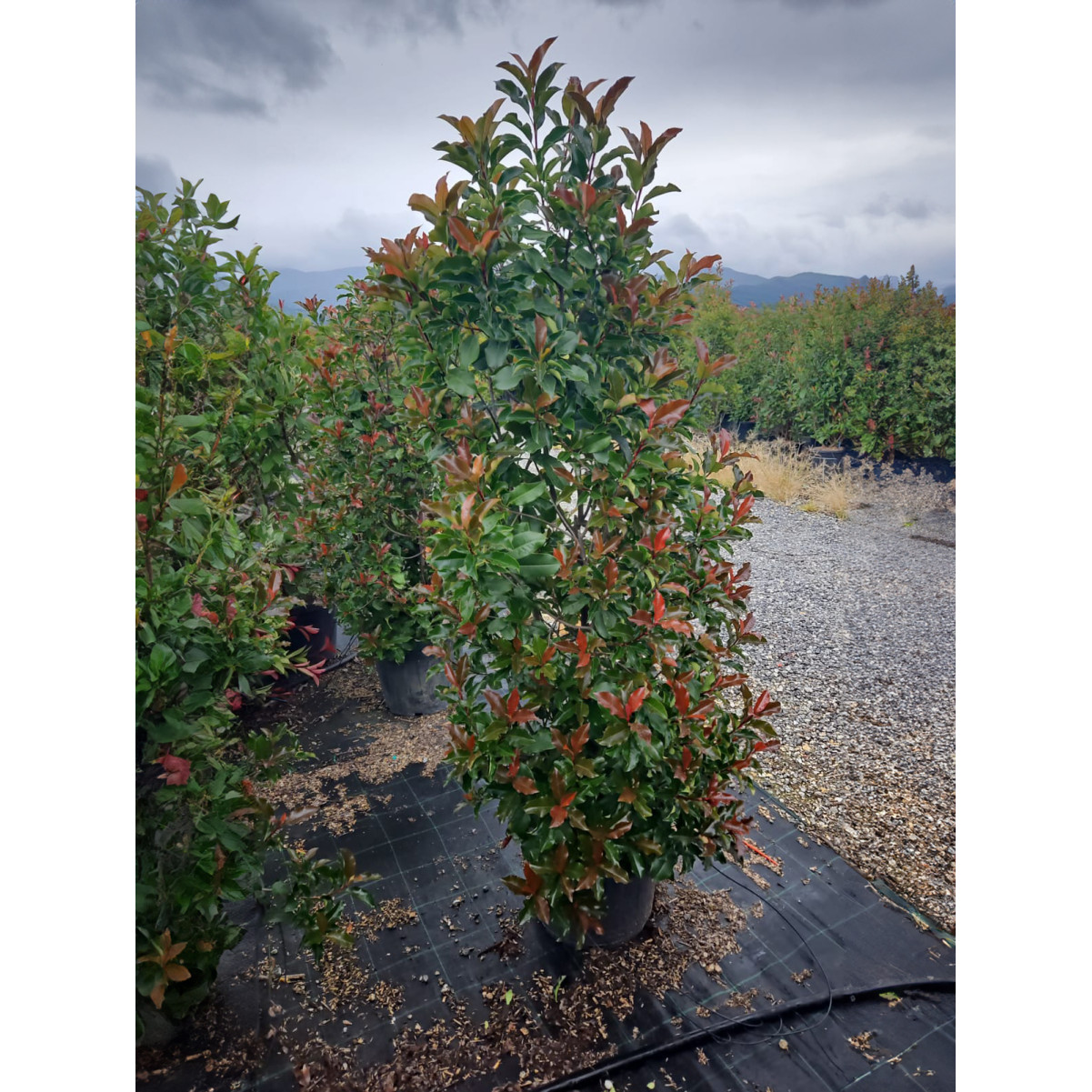 Photinia Fraseri Magical Volcano 150/175cm, 35lt Pot