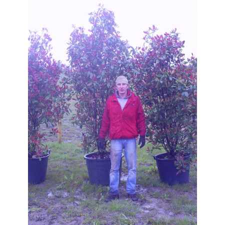 Photinia Red Robin 250-300cm including pot height