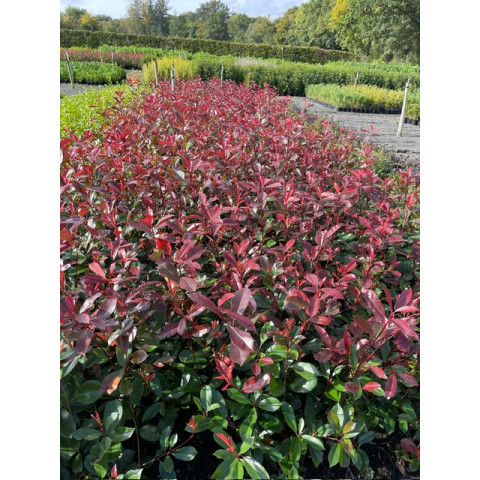 Photinia Red Robin 50-70cm plant height - 2 litre pot