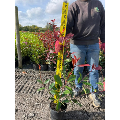 Photinia Red Robin 50-70cm plant height - 2 litre pot