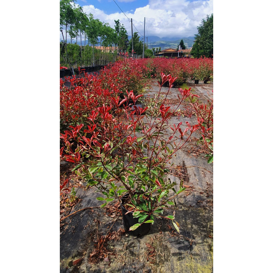 Photinia 'Pink Marble' 80-100cm plant height