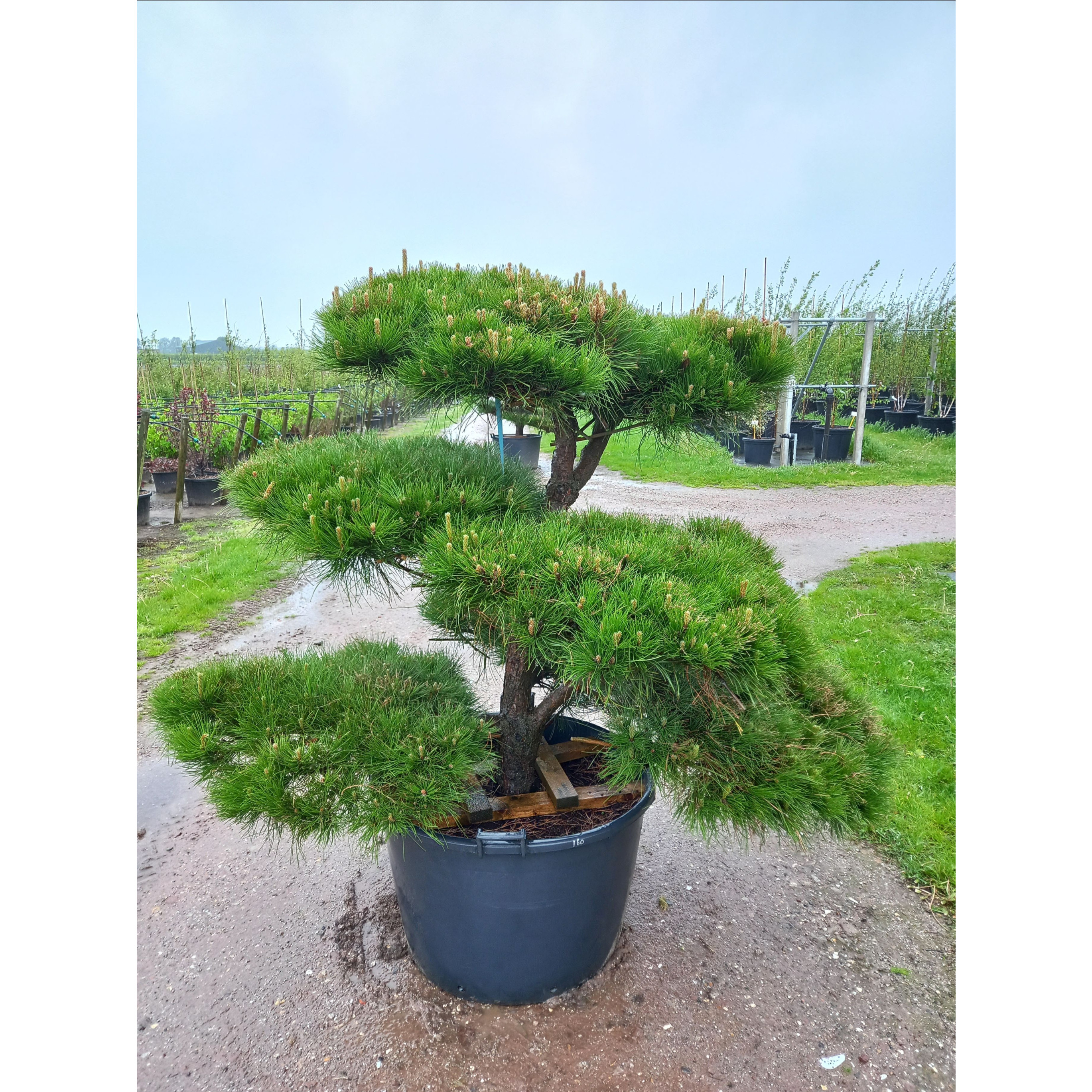 Pinus nigra, 150/175cm, BONSAI, 160L Container