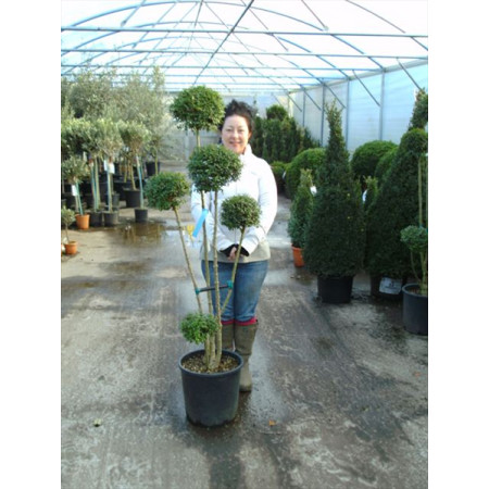 Privet 3-4 Ball 170-200cm including pot height