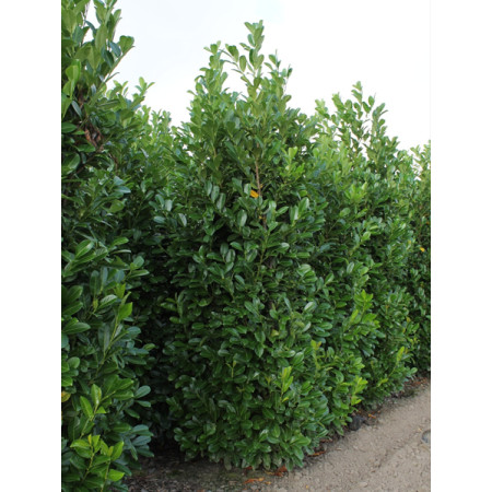 Cherry Laurel Hedging Rootball 3-3.5m (10-11ft) - TAKING ORDERS FOR AUTUMN 2024