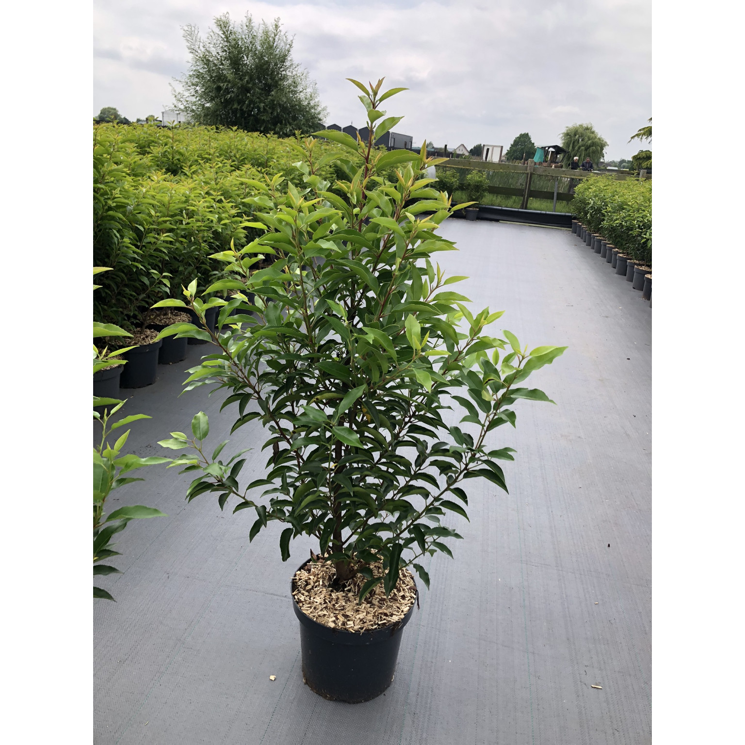 Prunus Lusitanica Hedging 80-100cm Potted