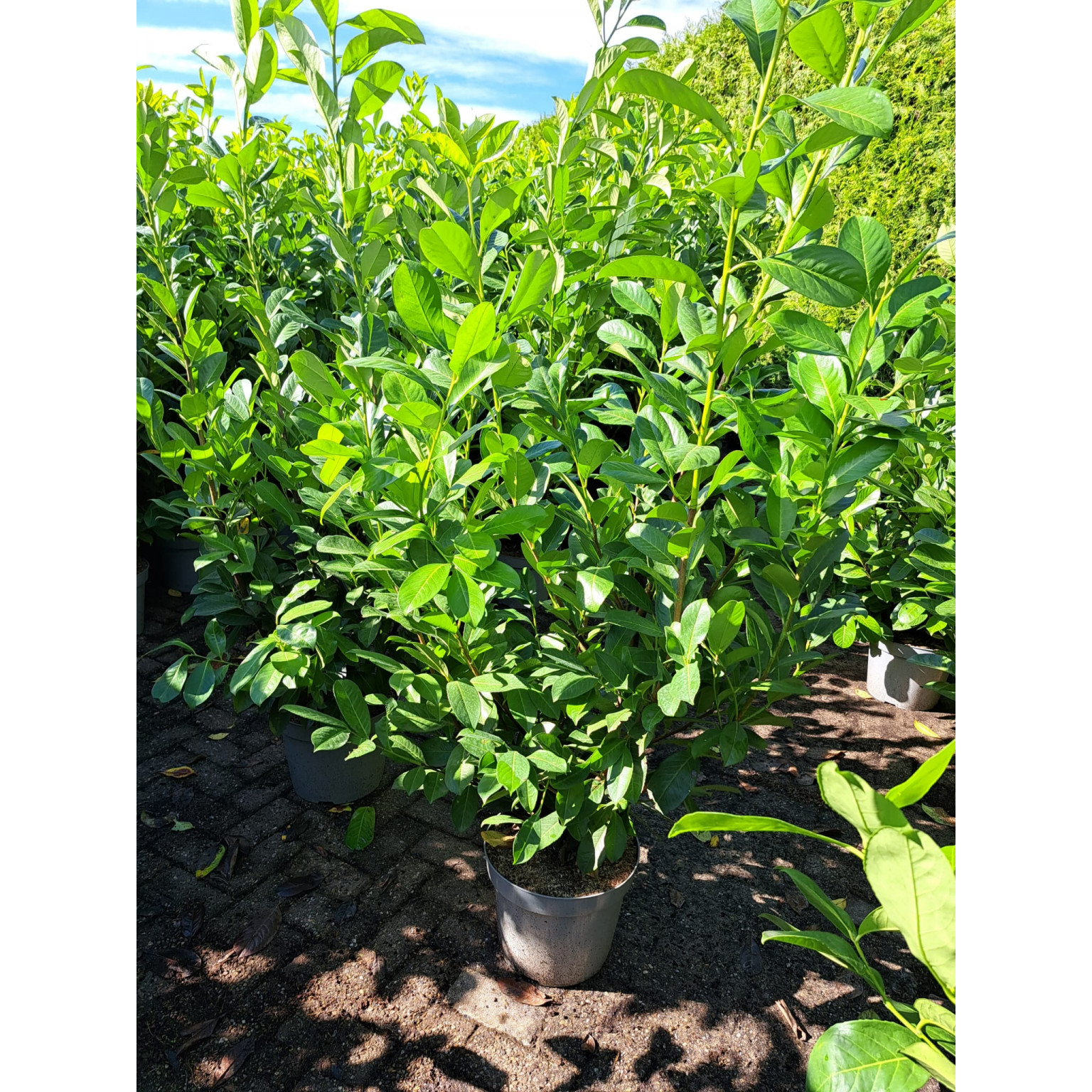 Laurel (Prunus Laurocerasus Rotundifolia) 100-120cm in 5lt pot