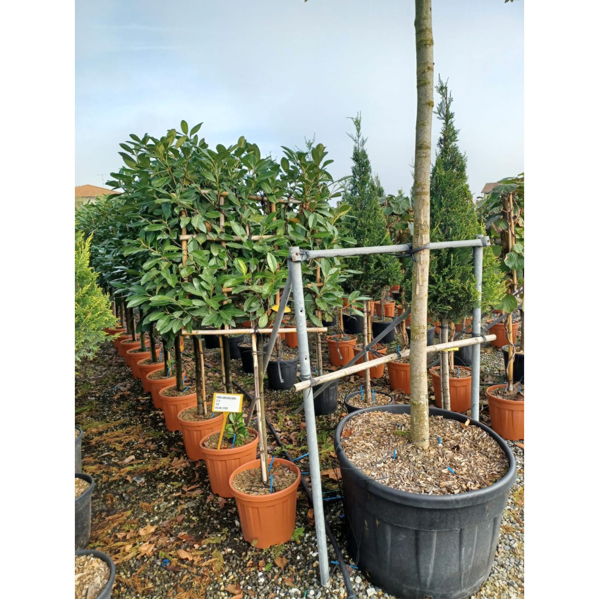 Laurel 'Novita' Pleached, 90-100cm Stem, 8-10cm Girth, 70x70cm Frame