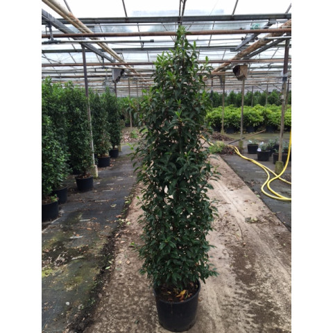 Prunus Lusitanica Hedging 200-225cm Potted