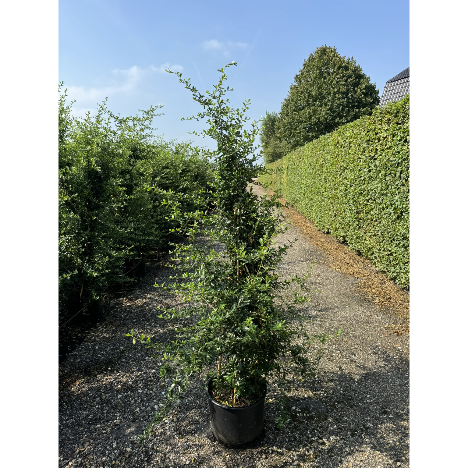 Pyracantha 'Saphyr Jaune' (Yellow), 3 Canes, 200-225cm 20lt