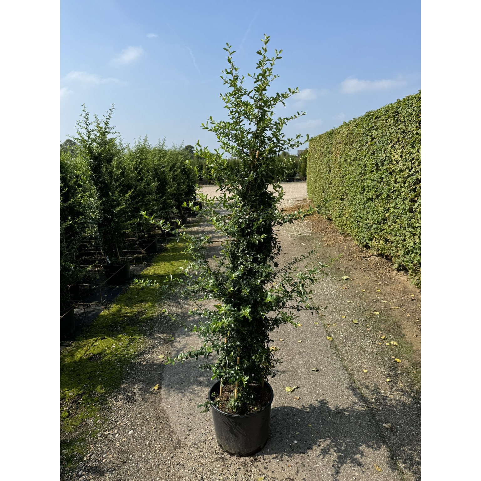 Pyracantha Saphyr Orange 175-200 C20 3 canes