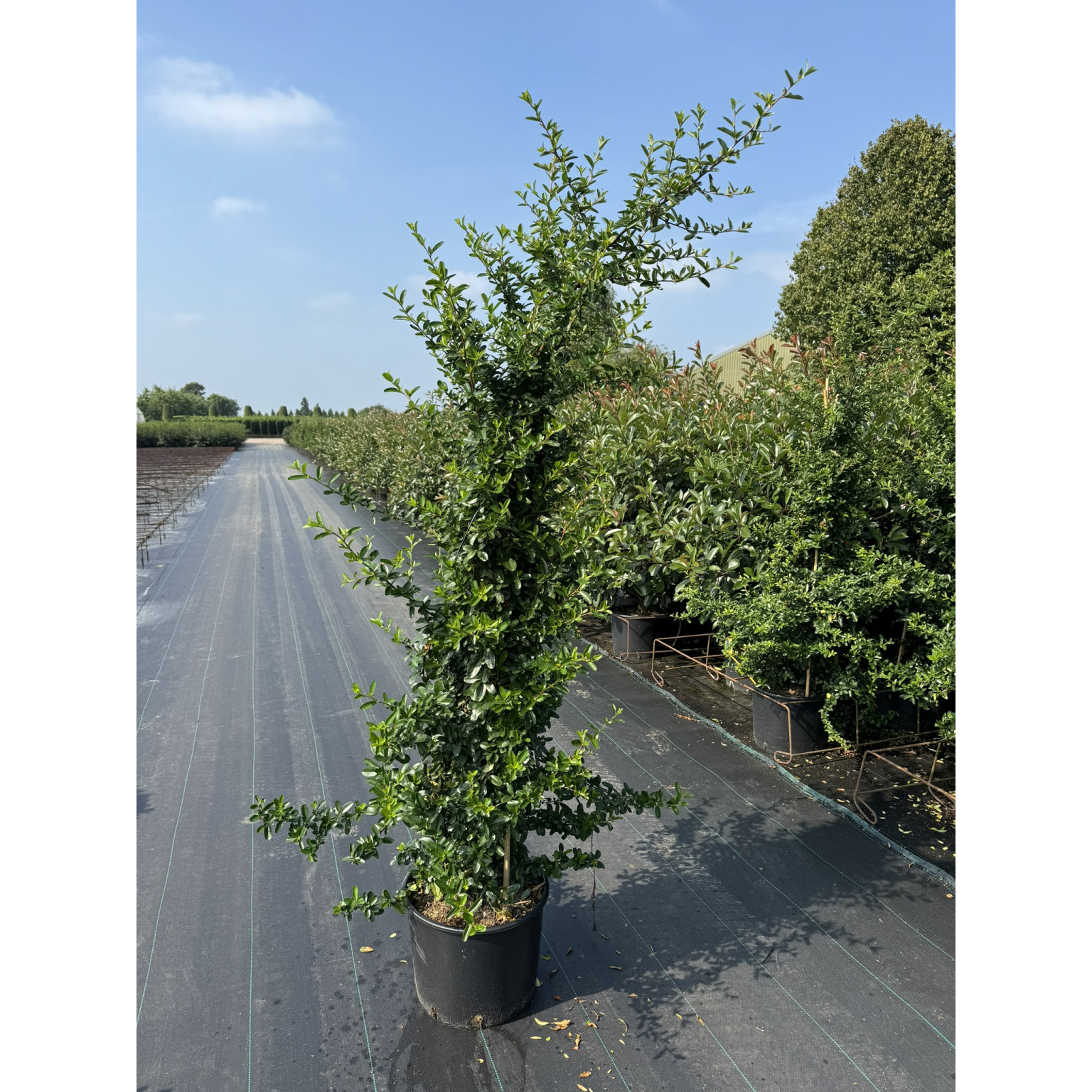 Pyracantha Saphyr Rouge 200-225 C20 3 canes