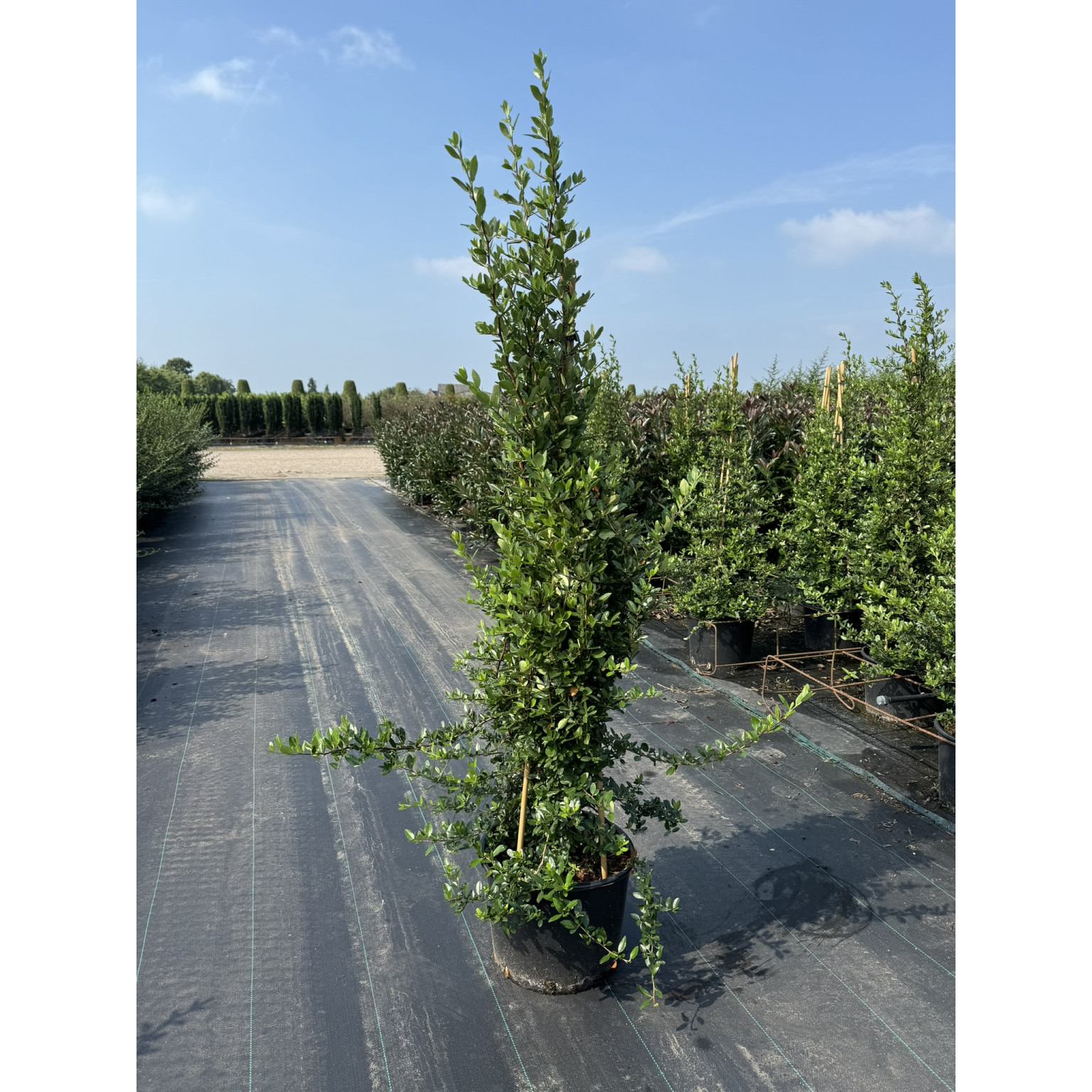 Pyracantha cocc. 'Red Column' 125-150 C20 3 canes