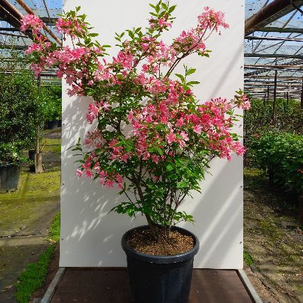 Rhododendron (AV) ‘Jolie Madame’, 125-150cm, C50