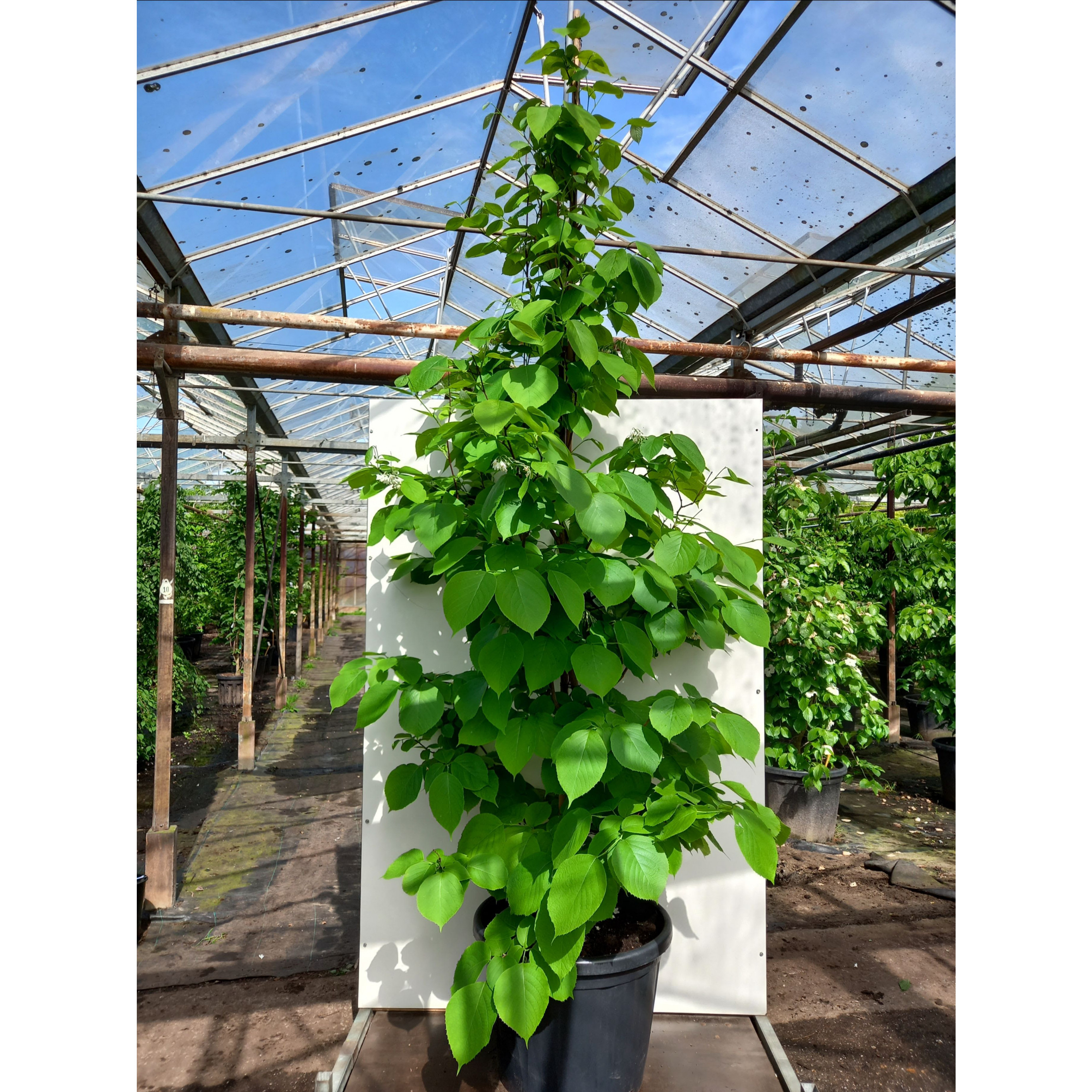 Seagrave Nurseries - Styrax obassia, 200-250cm, C80