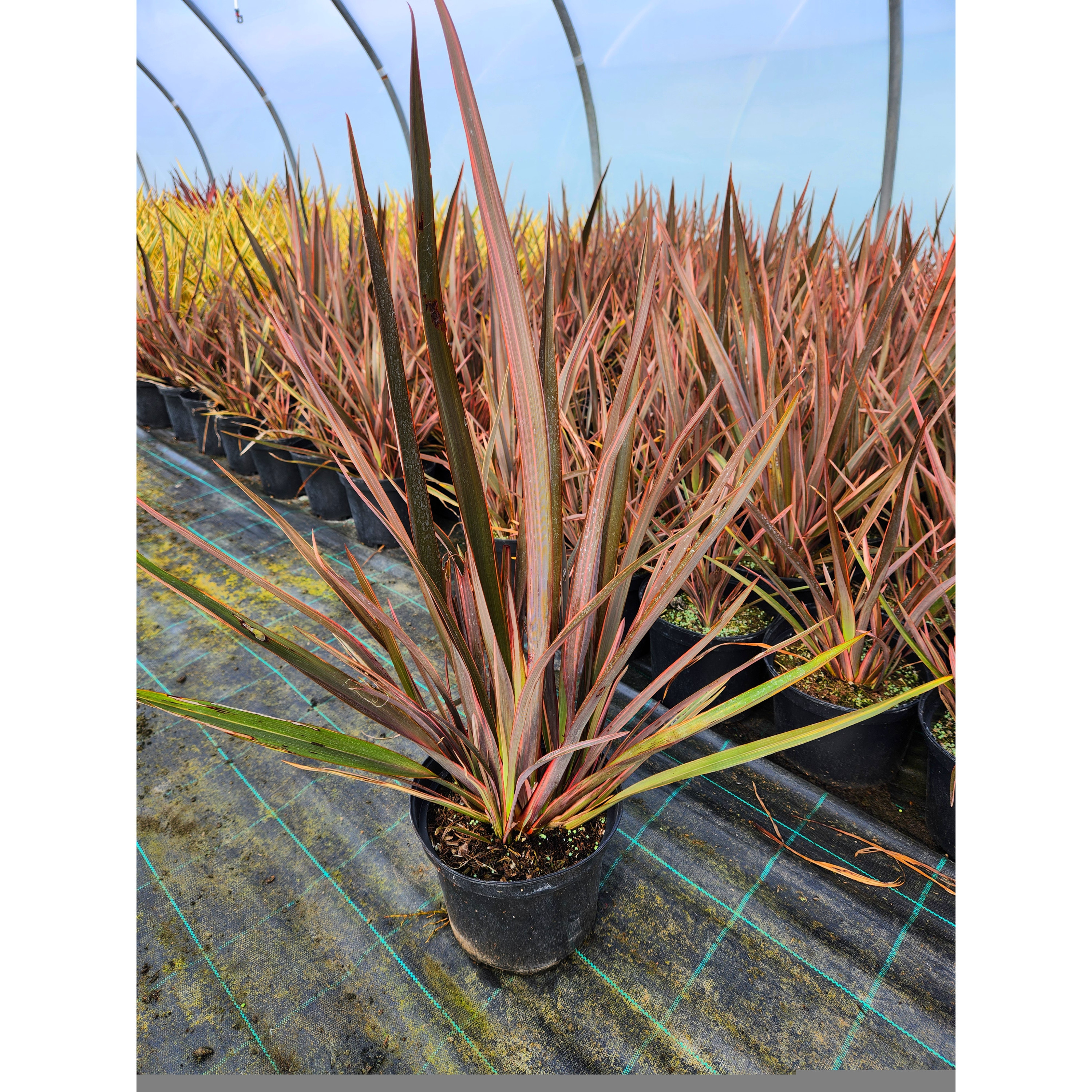 Phormium Sundowner - 5L Container