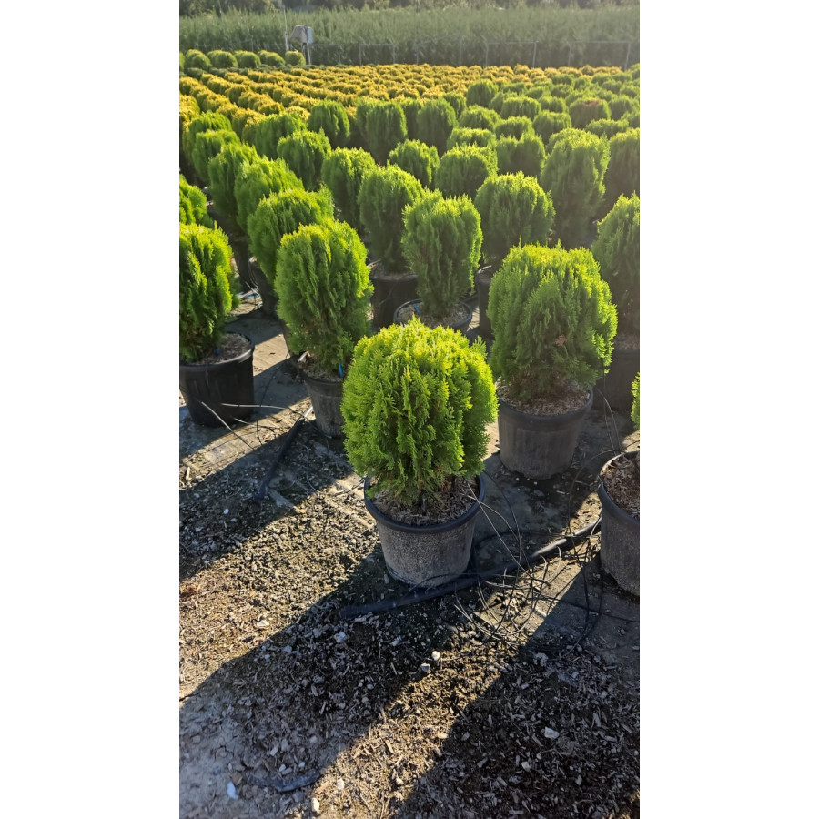 Thuja Orientalis Aurea Nana Ball, 35-40cm Diameter, 15lt Pot