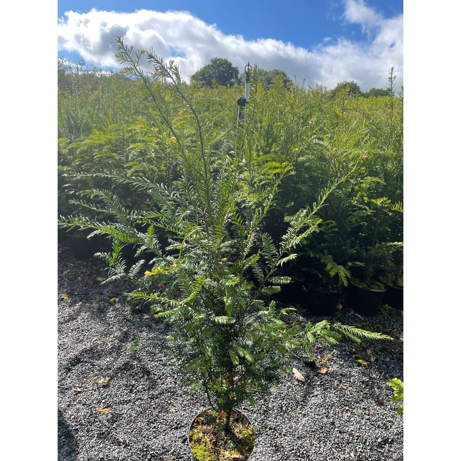 Taxus Baccata, Standard Grade, 100cm, 5L pot