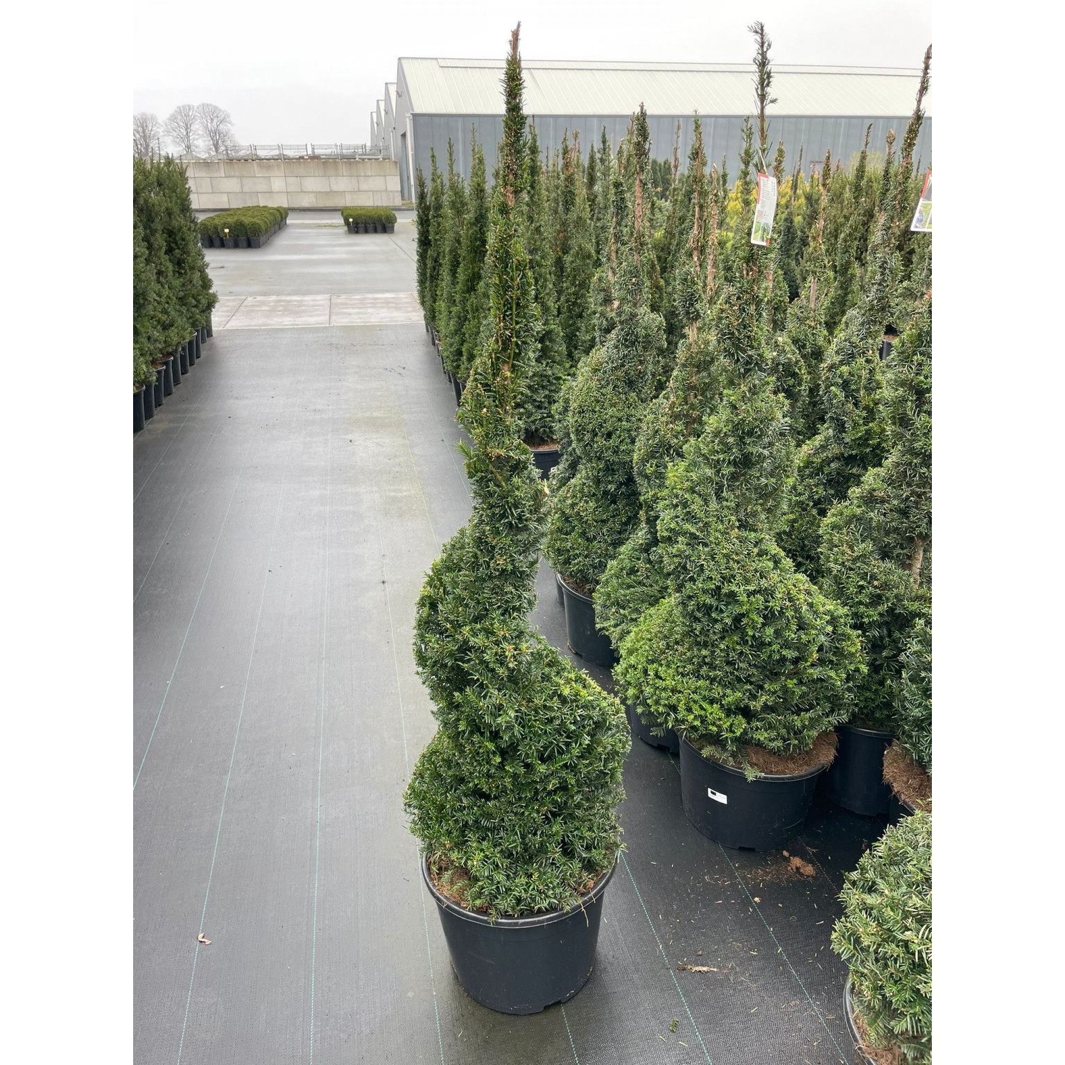 Taxus Baccata Spiral, 130-150cm (4ft 2in - 4ft 9 in), 55L