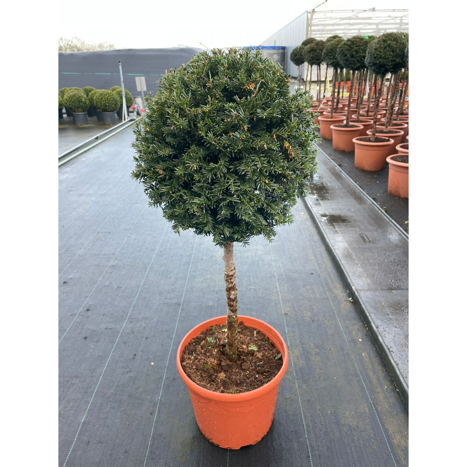 TAXUS BACCATA CLT45 1/2STD 70/80CMSTEM 40/50HEAD