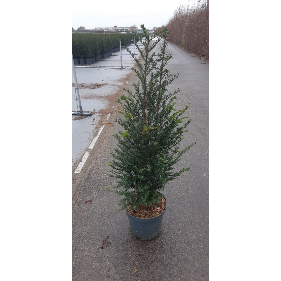 Taxus Baccata Hedging 60-80cm pot grown plant in 4lt pot